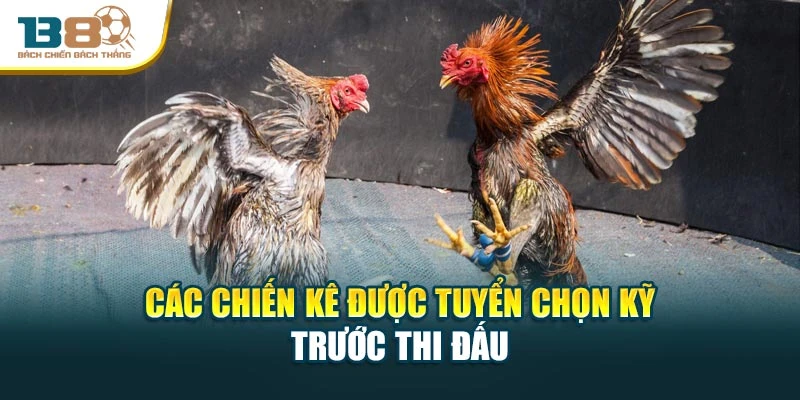 Các chiến kê được tuyển chọn kỹ trước thi đấu