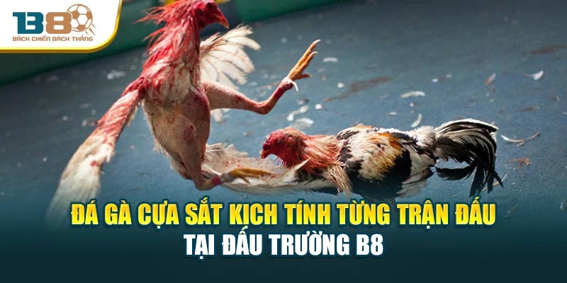 Đá Gà Cựa Sắt Kịch Tính Từng Trận Đấu Tại Đấu Trường B8