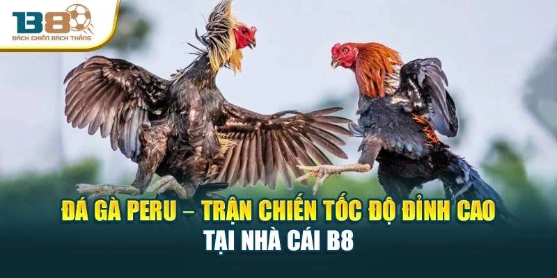 Đá Gà Peru – Trận Chiến Tốc Độ Đỉnh Cao Tại Nhà Cái B8