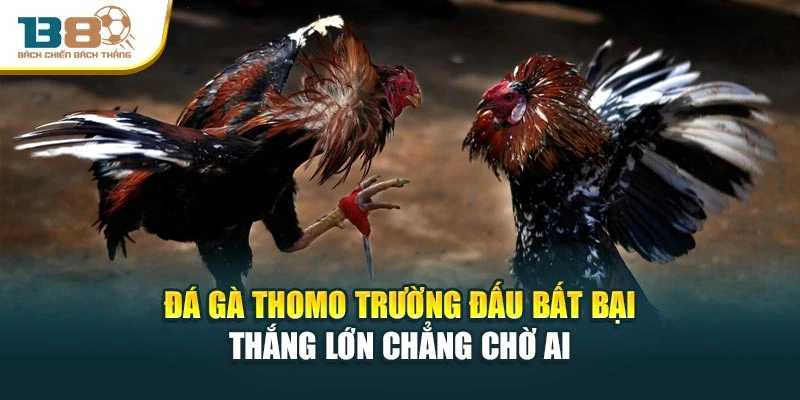 Đá Gà Thomo Trường Đấu Bất Bại – Thắng Lớn Chẳng Chờ Ai