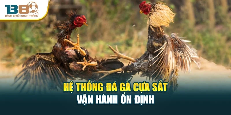 Hệ thống đá gà cựa sắt vận hành ổn định