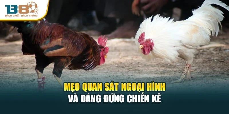 Mẹo quan sát ngoại hình và dáng đứng chiến kê