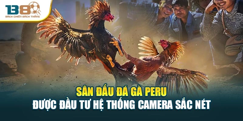 Sân đấu đá gà Peru được đầu tư hệ thống camera sắc nét
