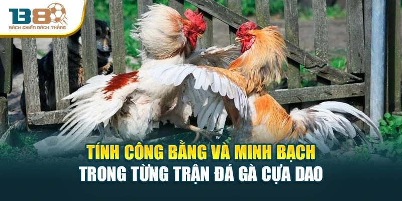 Tính công bằng và minh bạch trong từng trận đá gà cựa dao