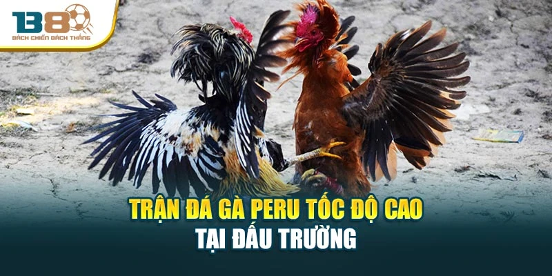 Trận đá gà Peru tốc độ cao tại đấu trường