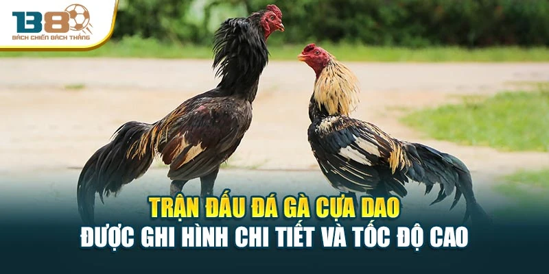 Trận đấu đá gà cựa dao được ghi hình chi tiết và tốc độ cao