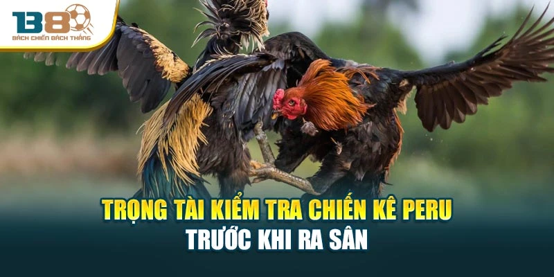 Trọng tài kiểm tra chiến kê Peru trước khi ra sân